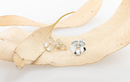 Geraldton Wax Studs